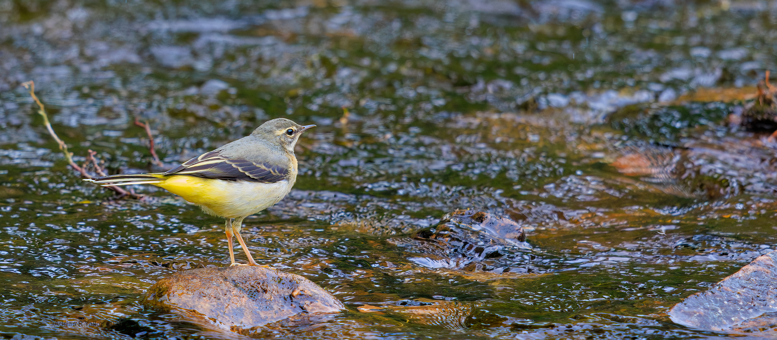 grey wagtail in a stream